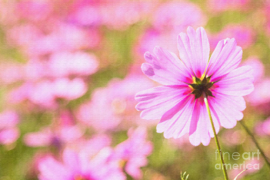 Beautiful Pink Cosmos Flower Photograph by Beverly Claire Kaiya
