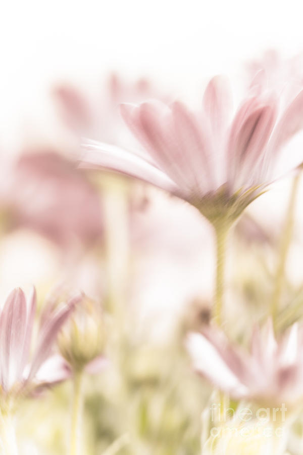 Free Daisies On Pink Image: Stunning Photography