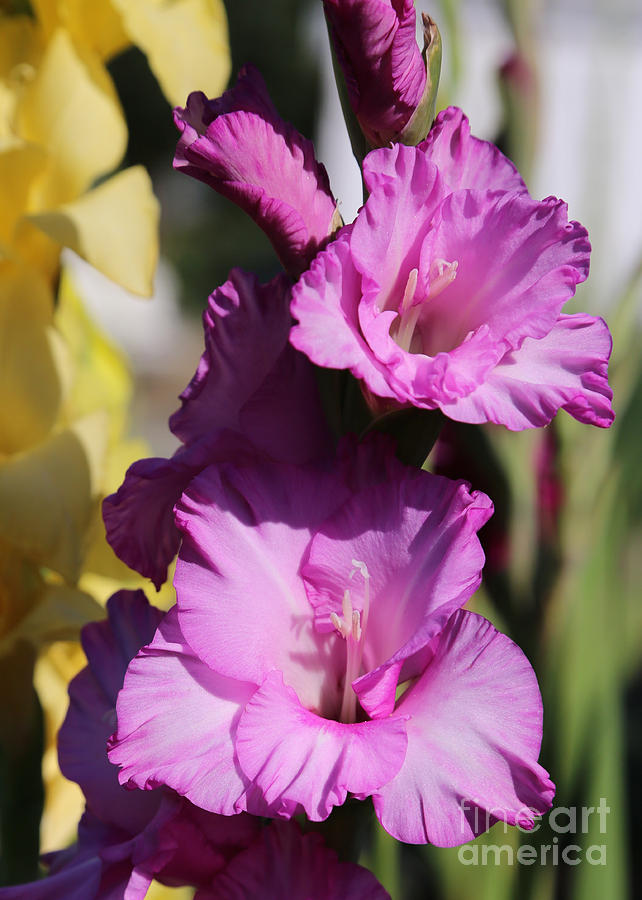 Beautiful Pink Gladiolus Photograph by Carol Groenen