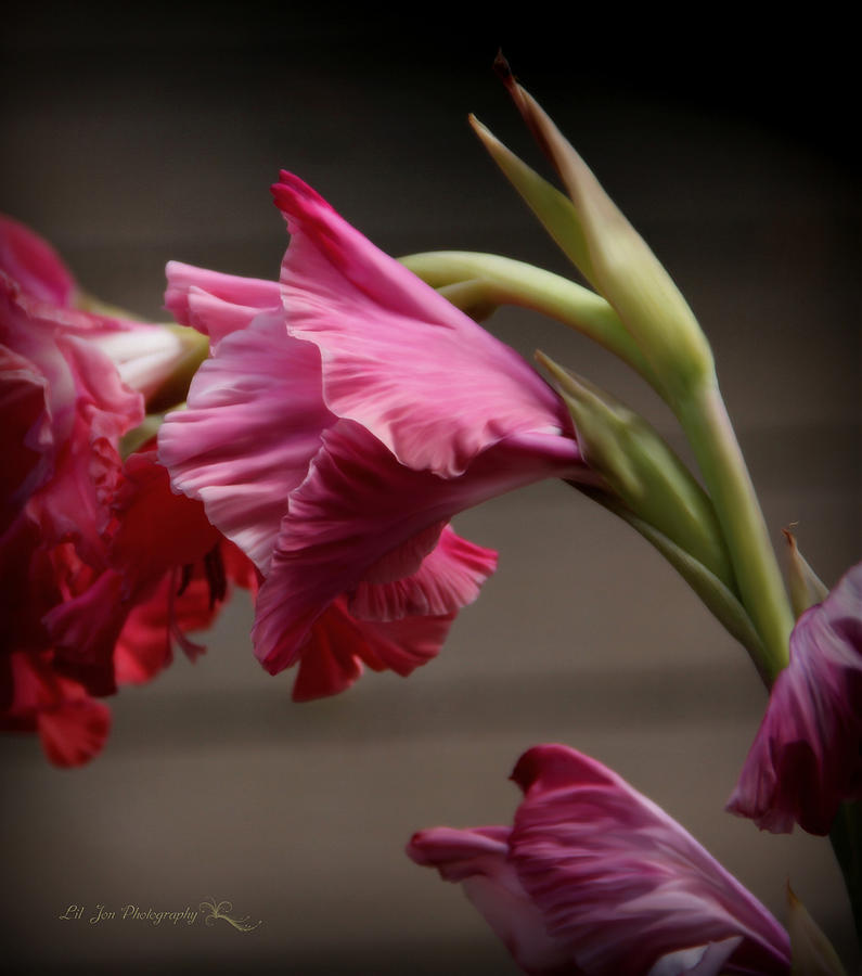 Beautiful Pink Gladiolus Photograph by Jeanette C Landstrom