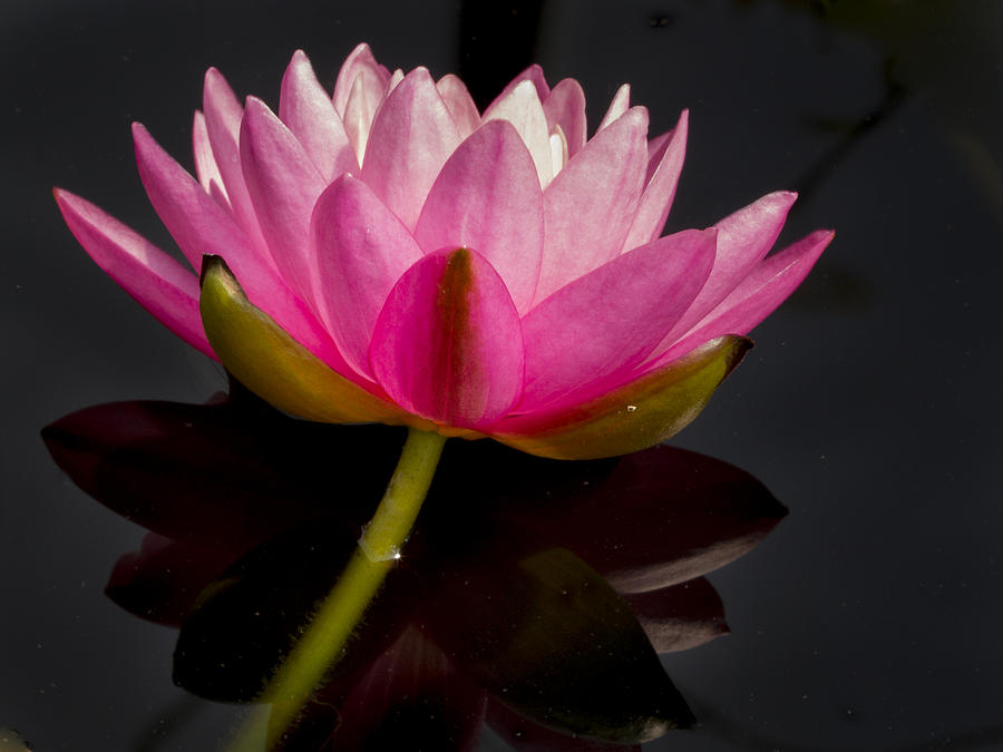Beautiful Pink Hardy WaterLily Photograph by Jean Noren