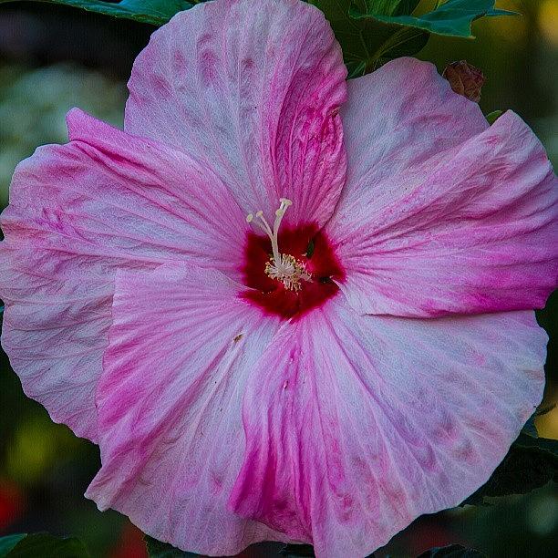 Nature Photograph - #beautiful #pink #hibiscus. #flowers by Chad Schwartzenberger