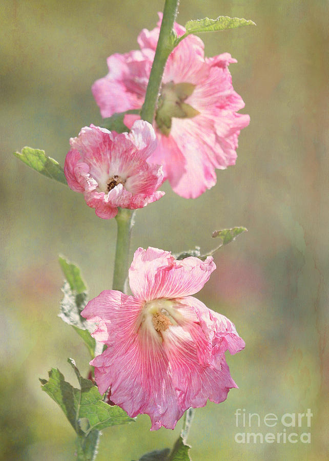 Cool Photograph - Beautiful Pink Hollyhock Flowers by Sabrina L Ryan