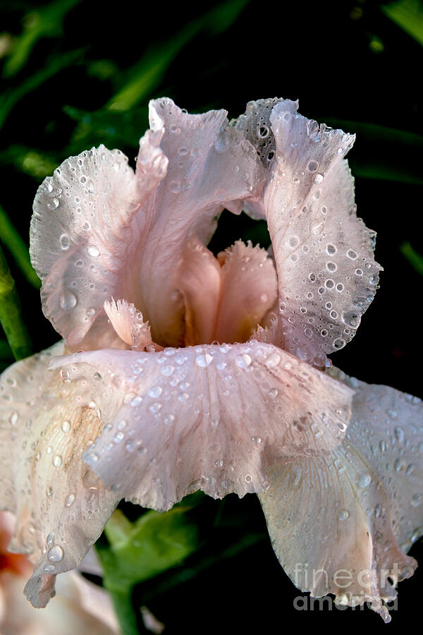 Beautiful Pink Iris Photograph by Robert Bales