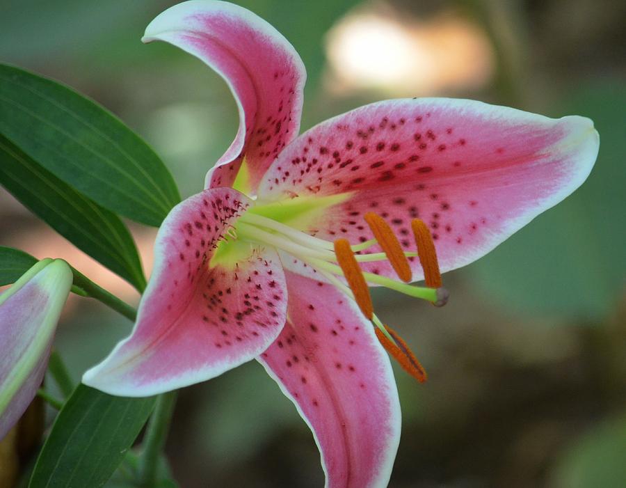 Beautiful Pink Lily Photograph by Maria Urso
