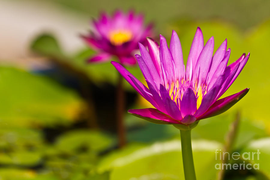 Beautiful Pink Lotus Photograph by Tosporn Preede