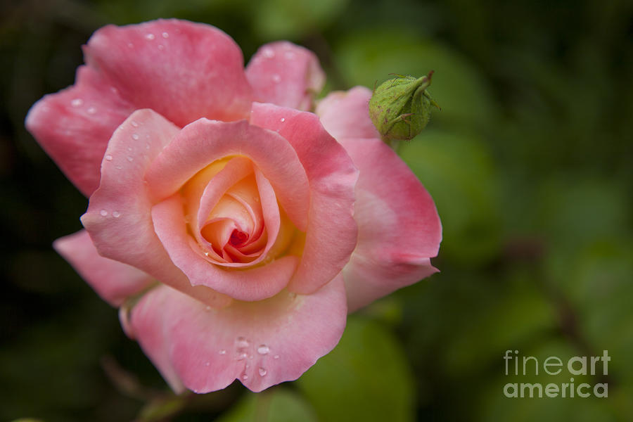 Rose Photograph - Shades of Pink and Green by David Millenheft