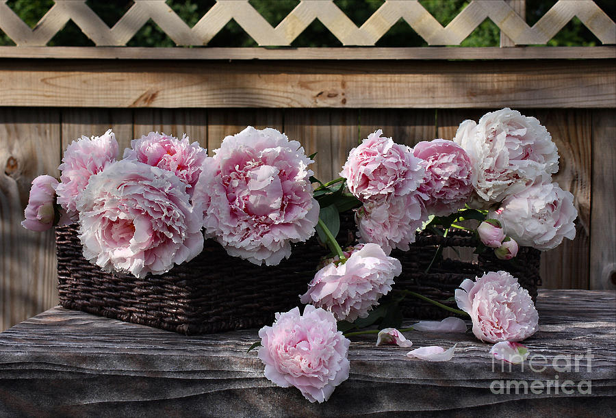 Flower Photograph - Beautiful Pink Peonies  #2 by Luv Photography