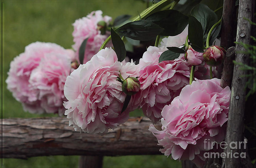 Flower Photograph - Beautiful  Pink  Peonies   by Luv Photography