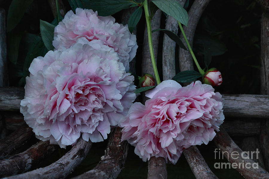 Flower Photograph - Beautiful Pink Peonies on a Chair by Luv Photography