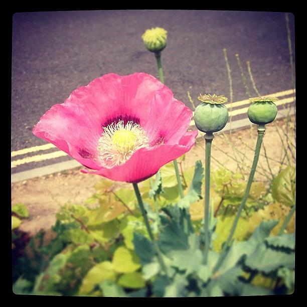 Poppy Photograph - Beautiful Pink Poppies Growing Outside by Samantha Charity Hall