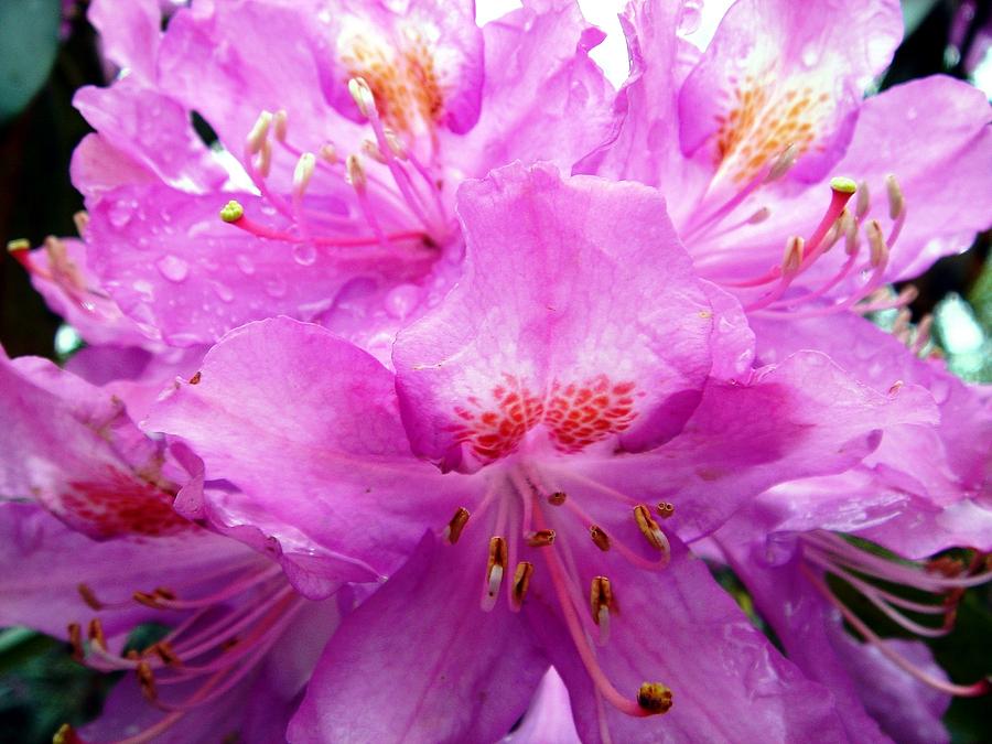 Beautiful Pink Rhododendron Pontica Photograph by Taiche Acrylic Art
