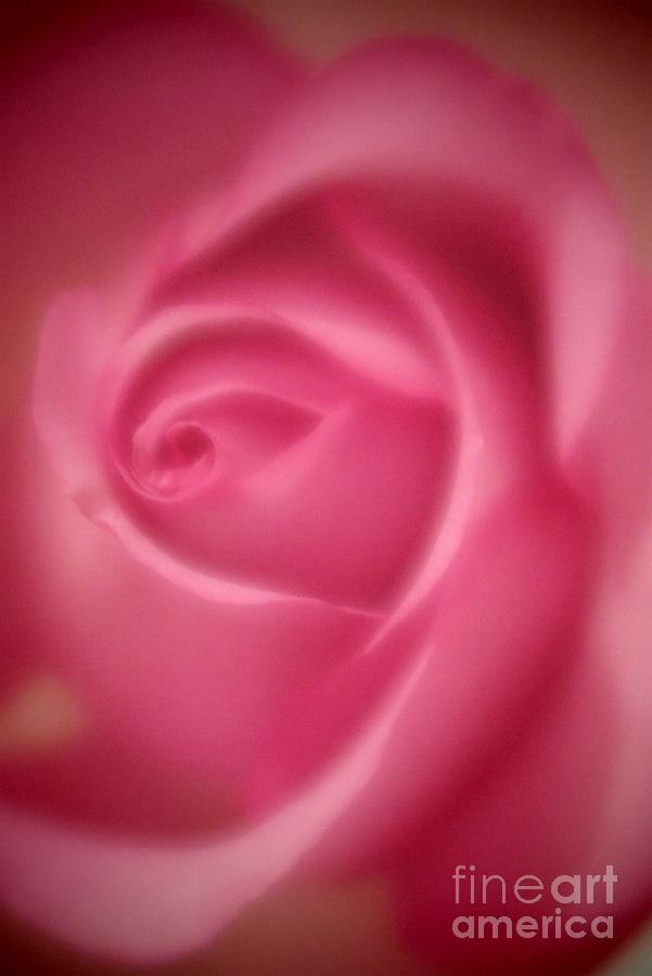 Beautiful Pink Rose Abstract Photograph by Tara  Shalton