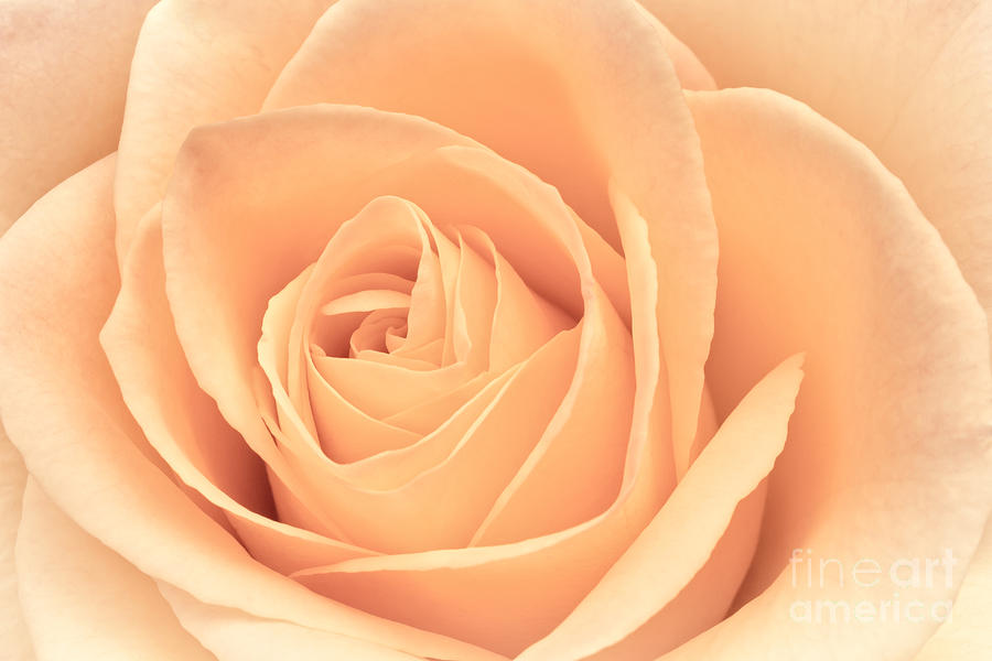Beautiful Pink Rose Photograph