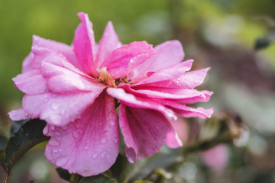 Beautiful pink rose in rain Photograph by Vishwanath Bhat