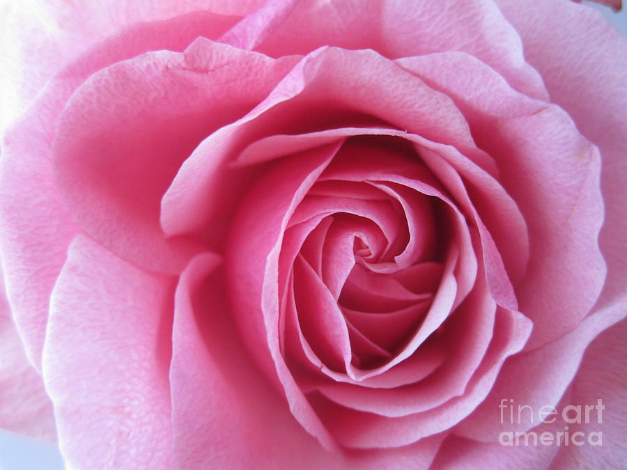 Beautiful Pink Rose Macro Photograph by Tara  Shalton