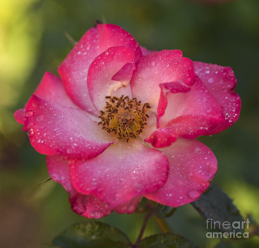 Beautiful Pink Rose Photograph by Vishwanath Bhat