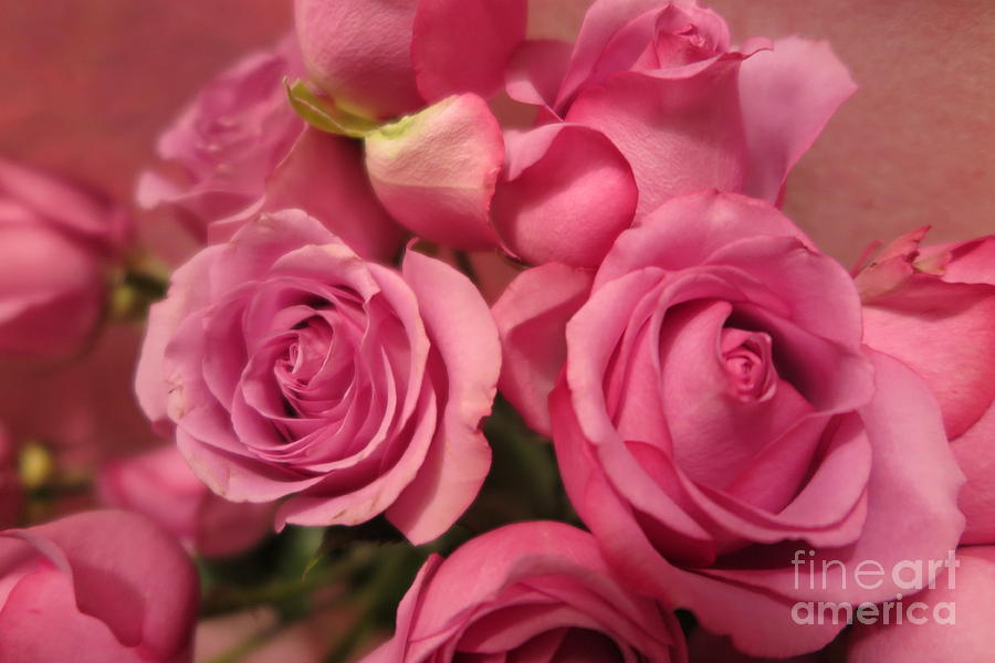 Beautiful Pink Roses 2 Photograph by Tara  Shalton