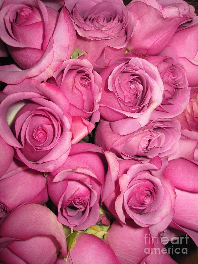 Beautiful Pink Roses 4 Photograph by Tara  Shalton