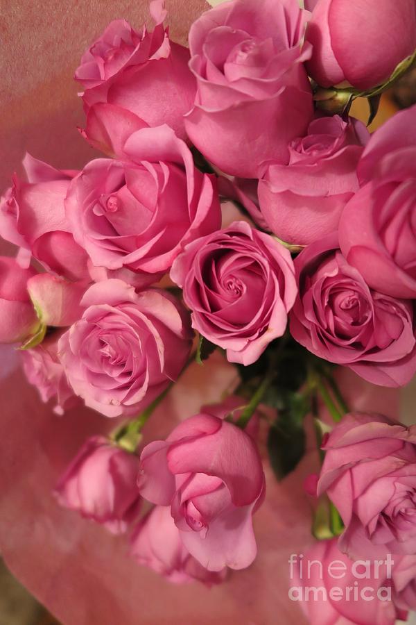 Beautiful Pink Roses 5 Photograph by Tara  Shalton