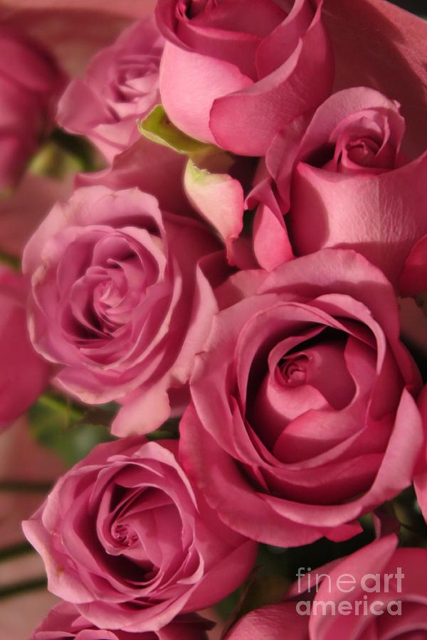 Beautiful Pink Roses 6 Photograph by Tara  Shalton