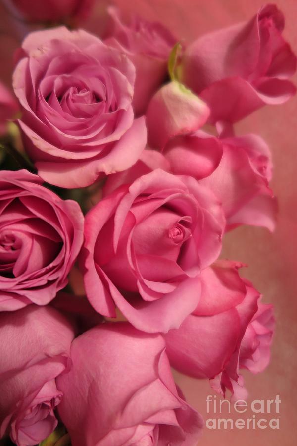 Beautiful Pink Roses 7 Photograph by Tara  Shalton