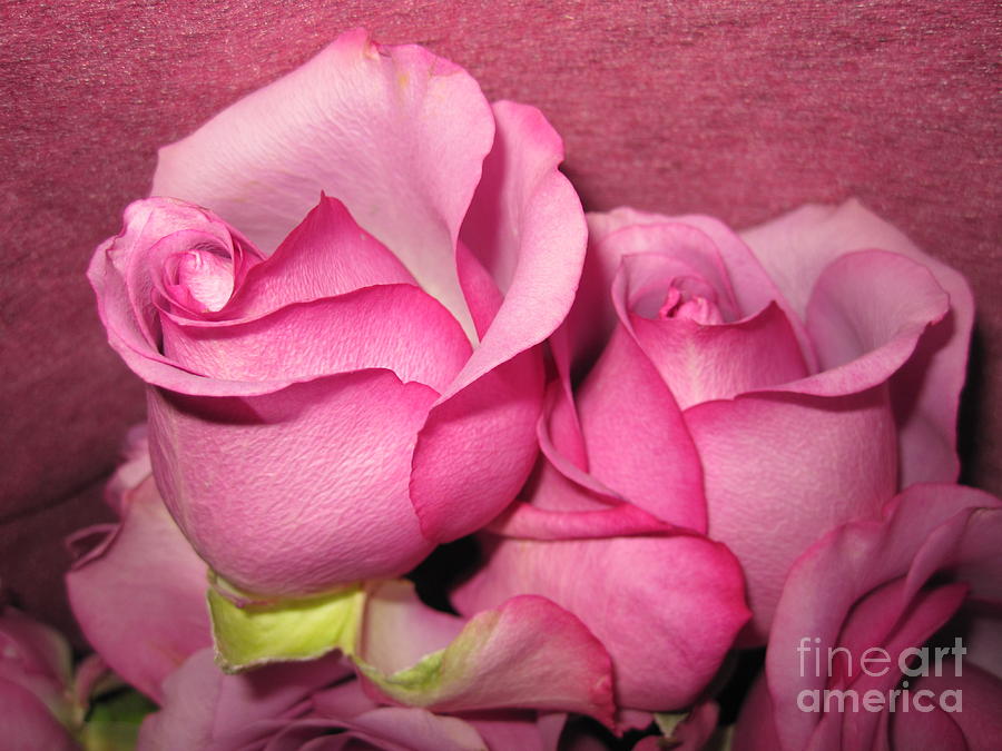 Beautiful Pink Roses Photograph by Tara  Shalton