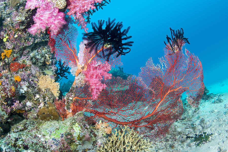 Beautiful pink tropical reef Photograph by Joe Belanger - Fine Art America