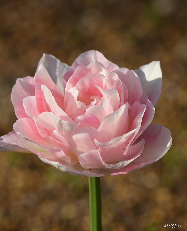 Beautiful Pink Tulip Photograph by Maria Urso