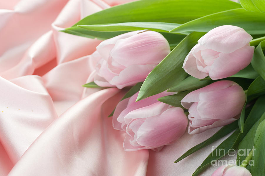 Beautiful Pink Tulips Art Photograph by Boon Mee
