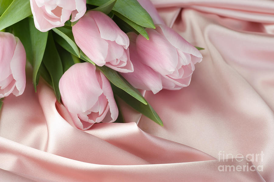 Beautiful Pink Tulips Valentine Art Photograph by Boon Mee