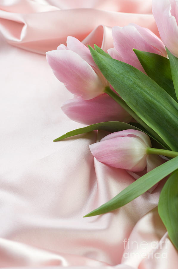 Beautiful Pink Tulips Valentine Photograph by Boon Mee