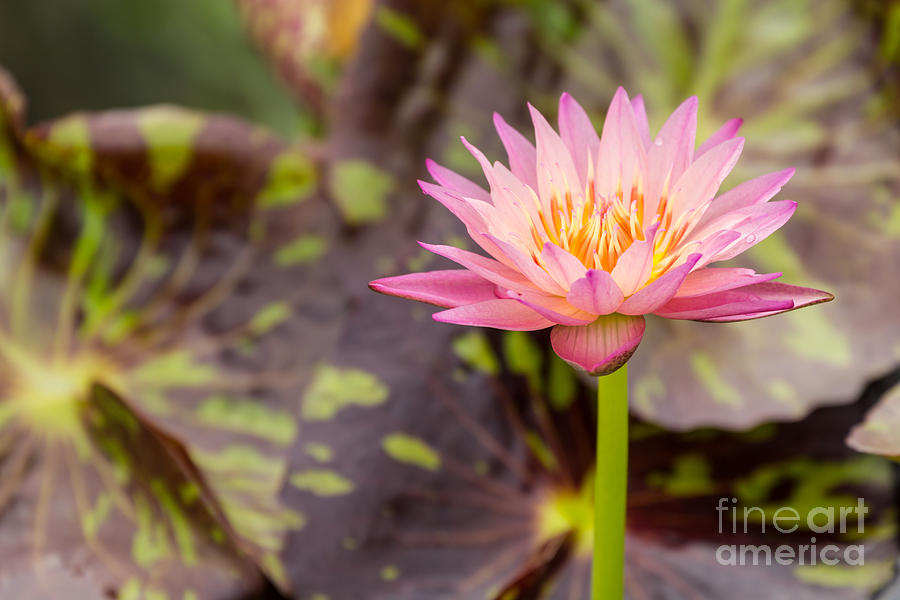 Beautiful pink water lily Photograph by Tosporn Preede