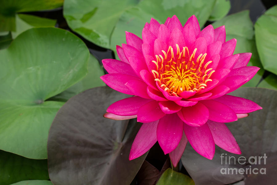 Garden Photograph - Beautiful Pink Waterlily by Tosporn Preede