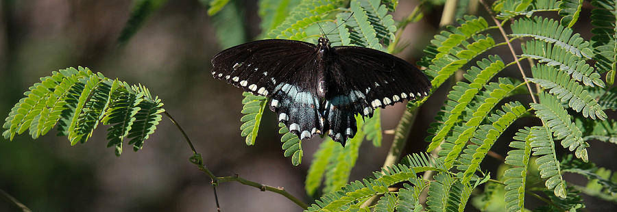 Beautiful Pipevine Swallowtail Photograph by Aaron Burrows