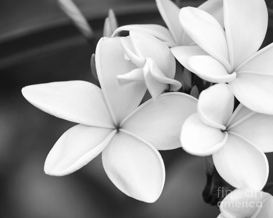 Black And White Photograph - Beautiful Plumeria in Black and White by Sabrina L Ryan