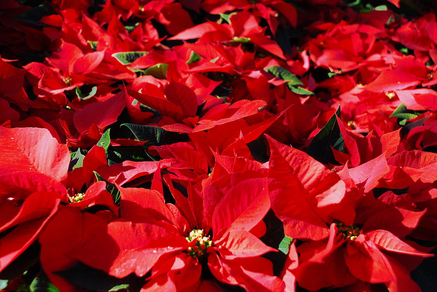 Beautiful Poinsettia Bed Photograph by TJ Kurtyka - Fine Art America