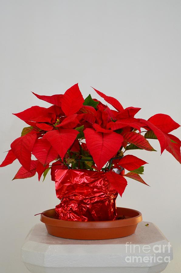 Beautiful Poinsettia Plant - No 1 Photograph by Mary Deal