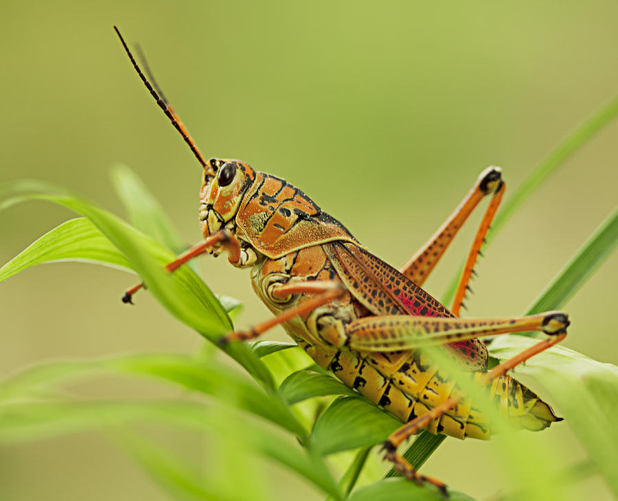 Grasshopper Photograph - Beautiful poison by William Richhart