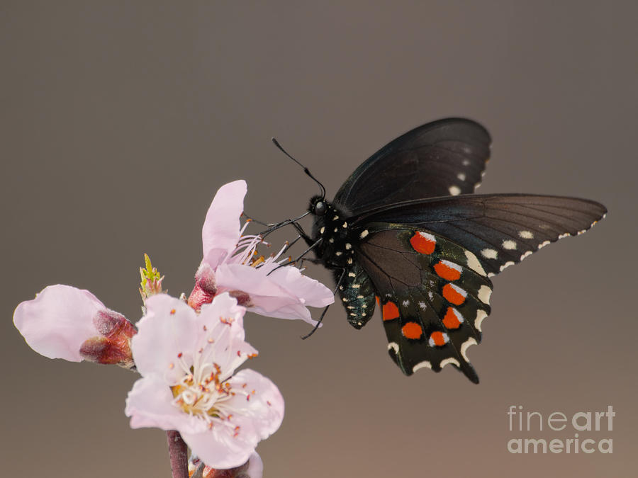 Beautiful Pollinator Photograph by Sari ONeal