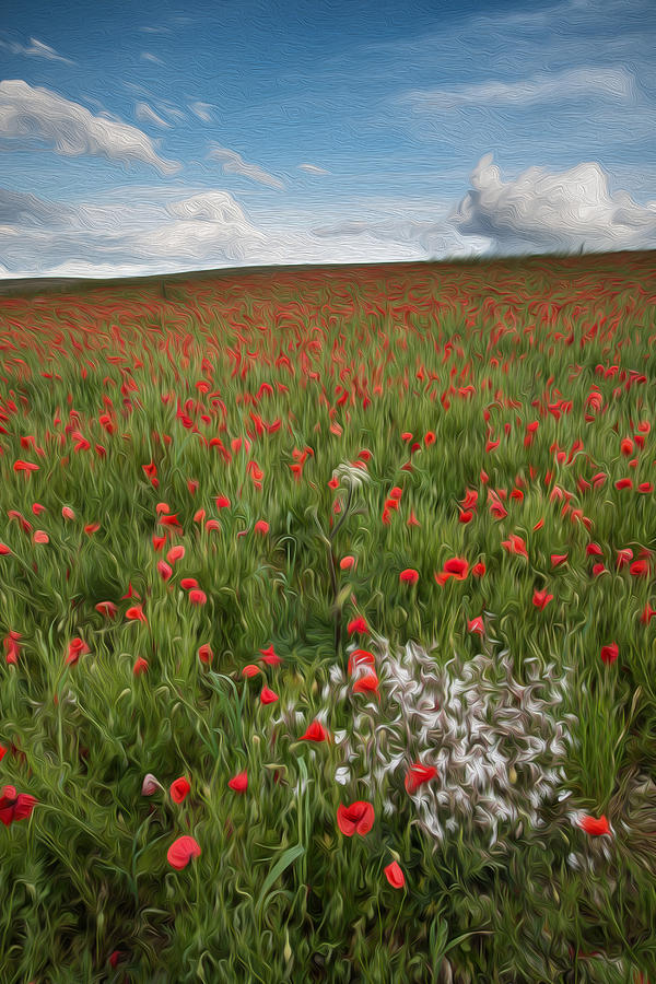 Poppy Photograph - Beautiful poppy field landscape digital painting by Matthew Gibson
