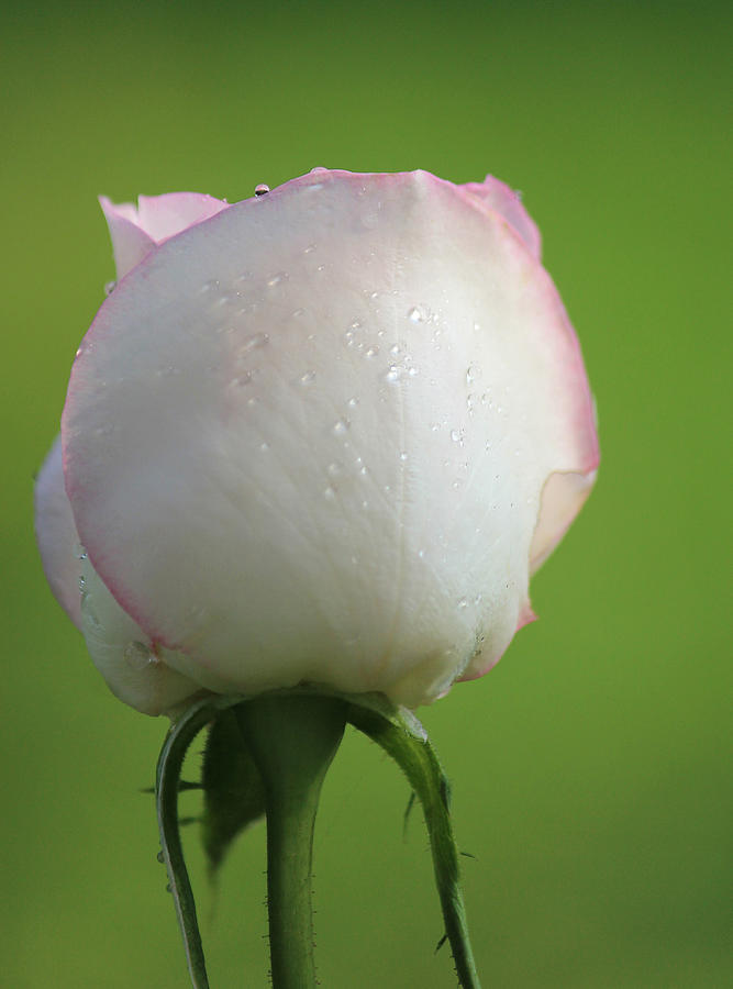 Rose Photograph - Beautiful Promise by The Art Of Marilyn Ridoutt-Greene