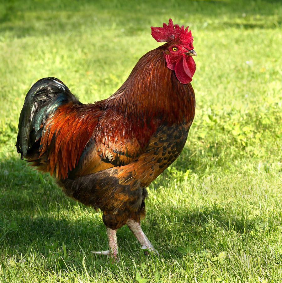 Beautiful Proud Cock Photograph by Ursula Salzmann - Pixels