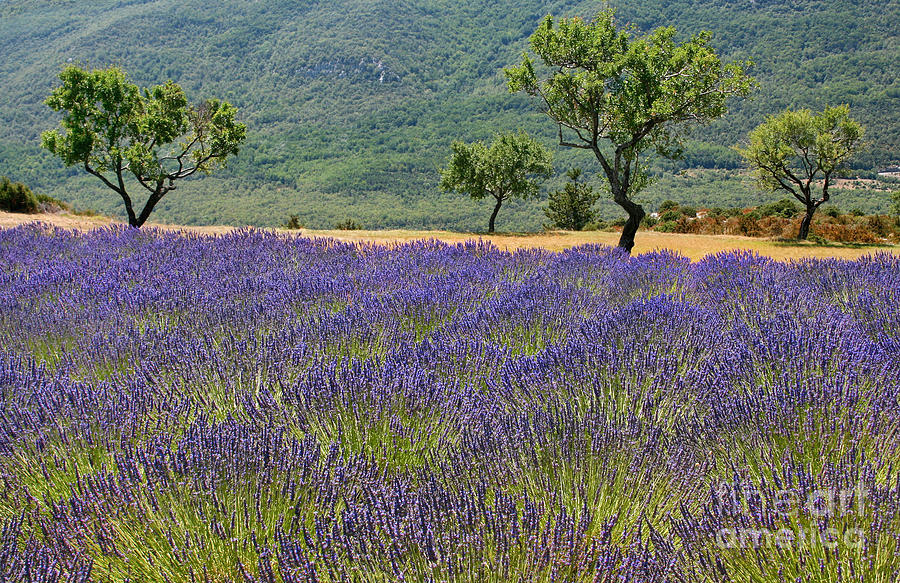 Beautiful Provence Photograph by JR Photography