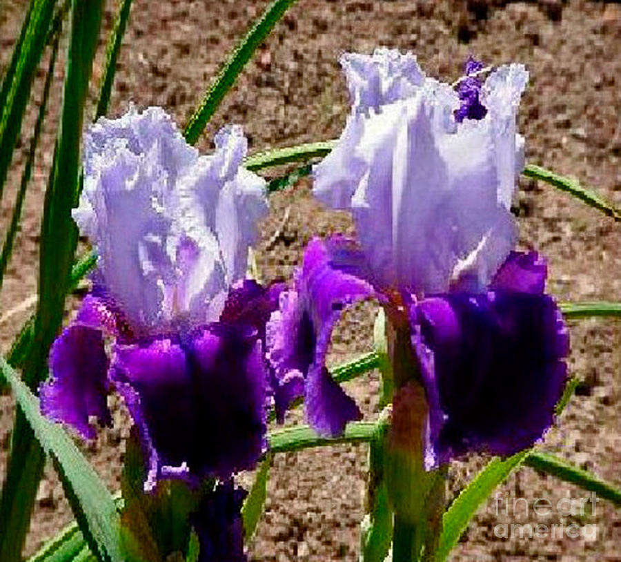 Beautiful Purple And Lavender Iris Photograph by Jay Milo