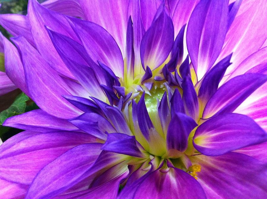 Summer Photograph - Beautiful Purple Beauty    by Laura Duhaime