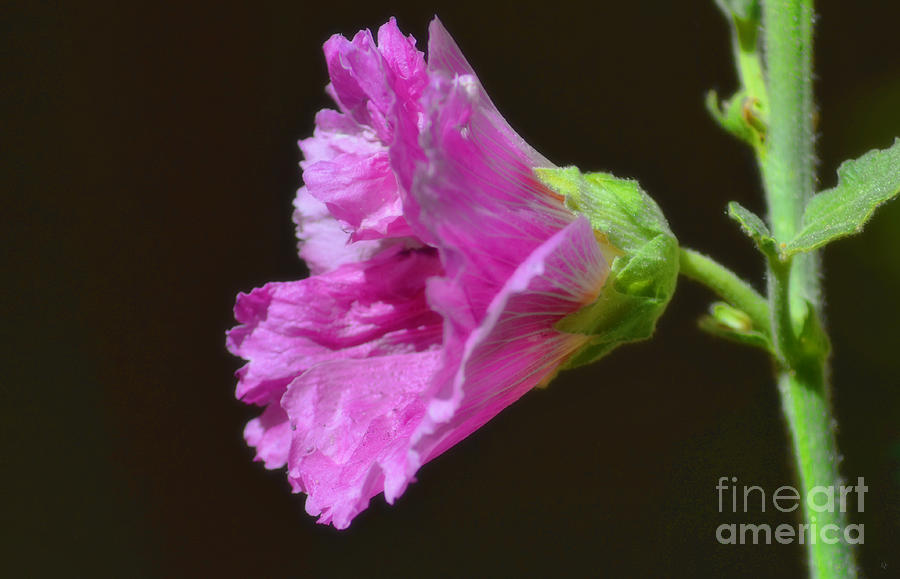 Beautiful Purple Flower Photograph by Donna Greene