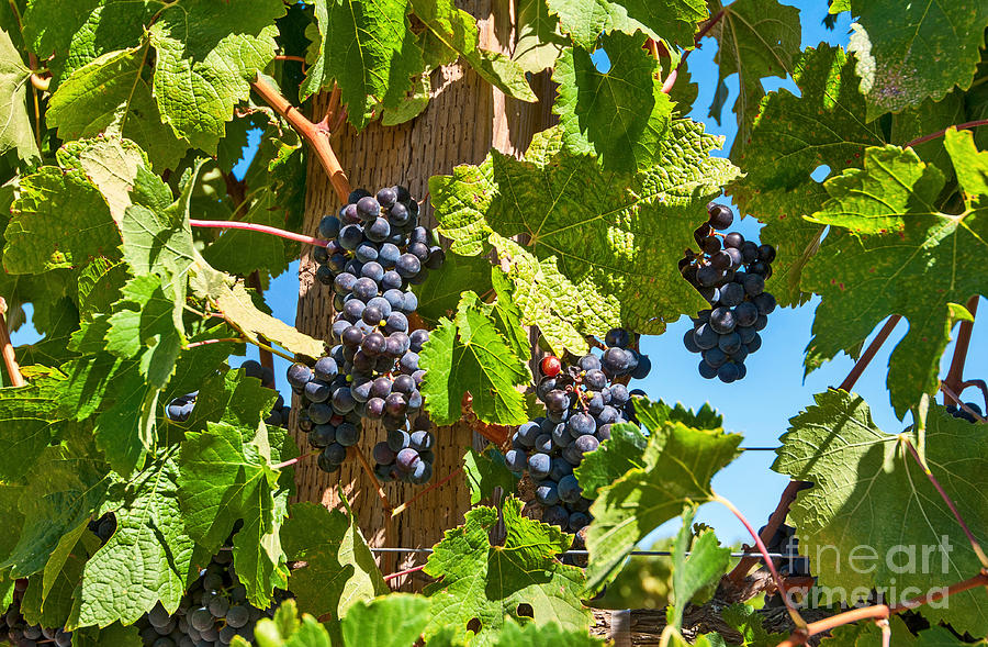 Beautiful Purple Grapes From Wine Vineyards In Napa Valley California. Photograph