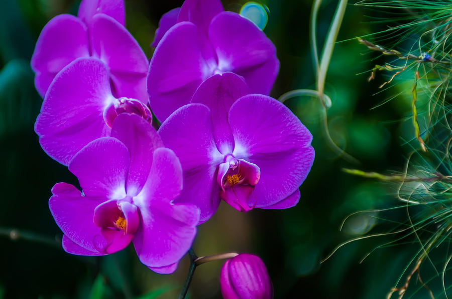 Beautiful purple orchid - phalaenopsis Photograph by Alex Grichenko