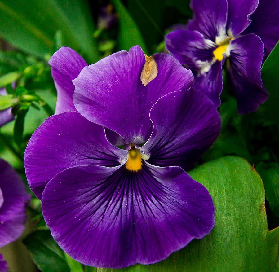 Beautiful purple pansies Photograph by Eti Reid